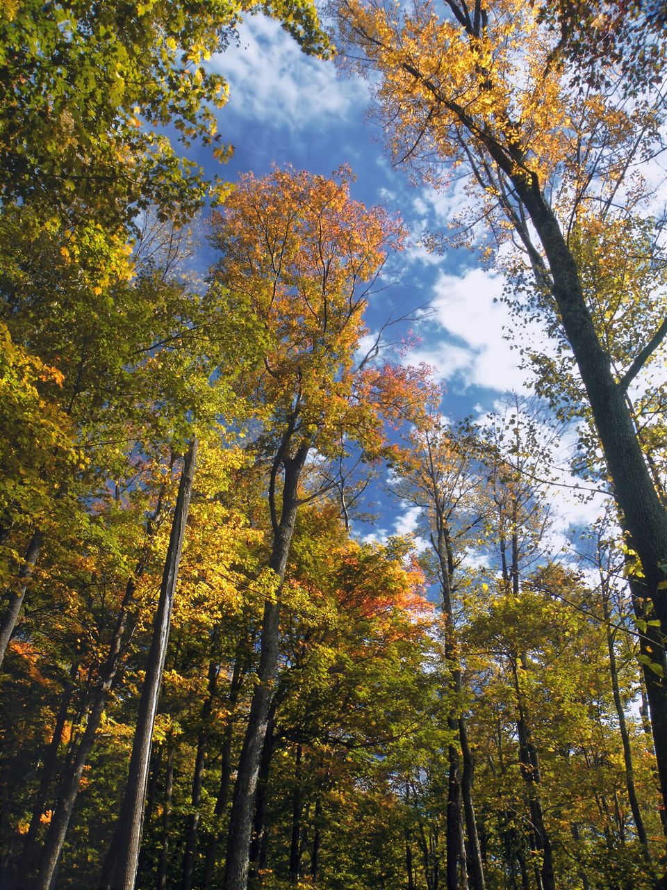 Looking up into a hardwood canopy in autumn