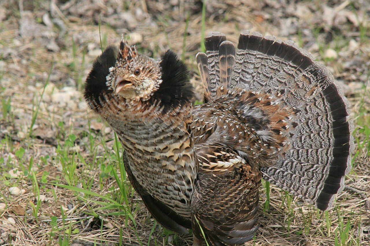 Ruffed grouse displaying